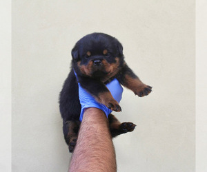 Rottweiler Puppy for sale in LA TUNA CANYON, CA, USA
