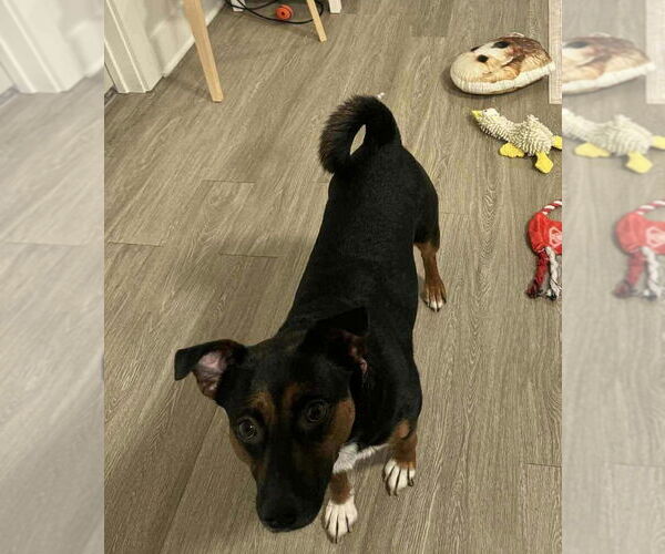 Medium Photo #2 Mutt Puppy For Sale in Springdale, PA, USA