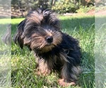 Small Photo #3 Yorkshire Terrier Puppy For Sale in DURHAM, CT, USA