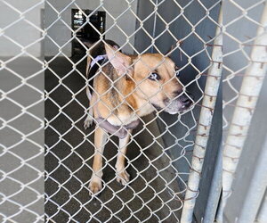 German Shepherd Dog-Unknown Mix Dogs for adoption in Maryville, TN, USA