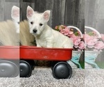 Small #1 West Highland White Terrier