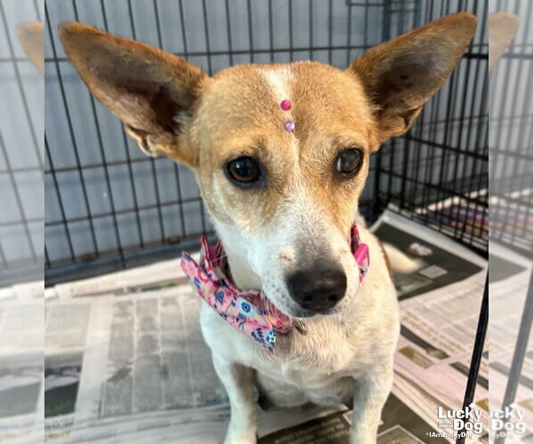 Medium Photo #1 Rat Terrier-Unknown Mix Puppy For Sale in Washington, DC, USA