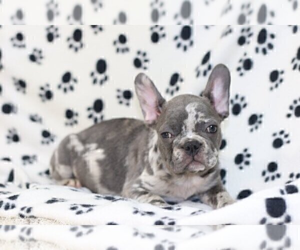 Medium Photo #1 French Bulldog Puppy For Sale in RYE, NY, USA