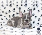 Small Photo #1 French Bulldog Puppy For Sale in RYE, NY, USA