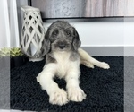 Small Photo #5 Miniature Labradoodle Puppy For Sale in FRANKLIN, IN, USA