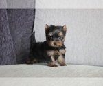 Small Photo #3 Yorkshire Terrier Puppy For Sale in SAN JOSE, CA, USA