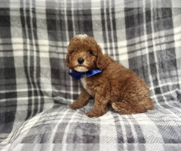 Medium Photo #7 Cavapoo Puppy For Sale in LAKELAND, FL, USA