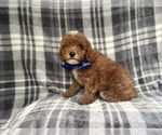Small #6 Cavapoo