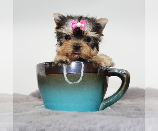 Medium Photo #1 Yorkshire Terrier Puppy For Sale in LOS ANGELES, CA, USA
