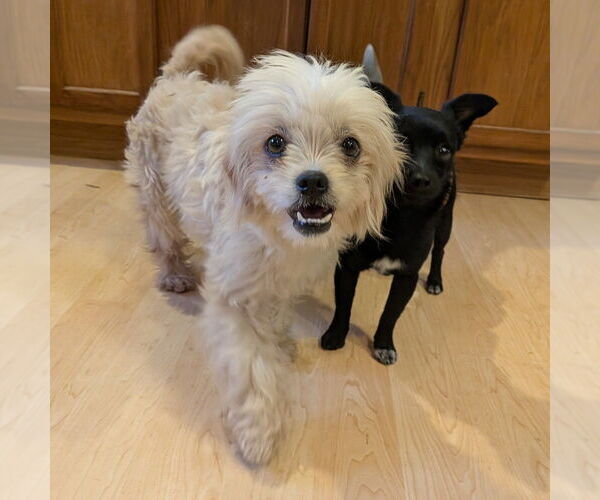 Medium Photo #2 Mutt Puppy For Sale in Vail, AZ, USA