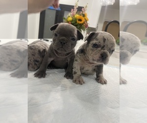 French Bulldog Dogs for adoption in RIVERSIDE, CA, USA