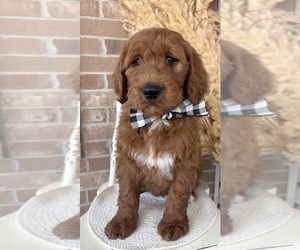 Goldendoodle Litter for sale in WOODBURN, IN, USA