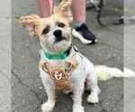 Small #1 Norfolk Terrier Mix
