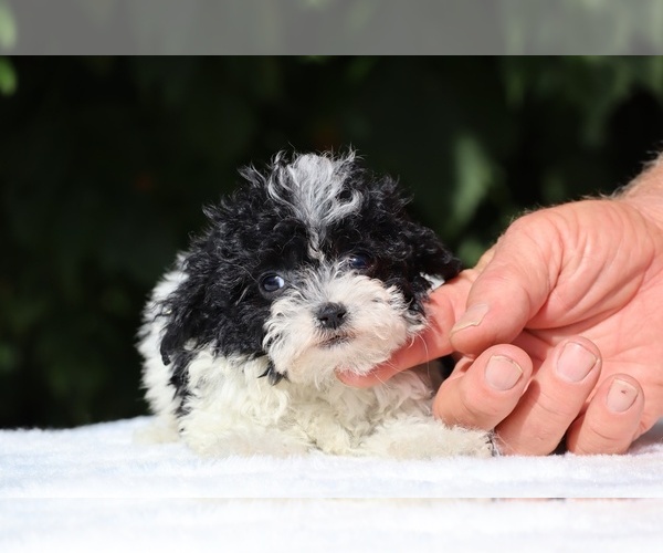 Medium Photo #11 Goldendoodle (Miniature) Puppy For Sale in DYERSBURG, TN, USA