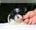 Small #10 Goldendoodle (Miniature)