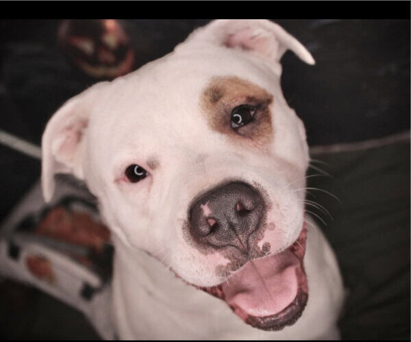 Medium Photo #4 American Bulldog Puppy For Sale in Crandall, GA, USA