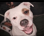 Small #3 American Bulldog