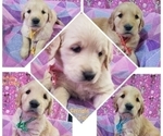Small Photo #11 Golden Retriever Puppy For Sale in SACRAMENTO, CA, USA