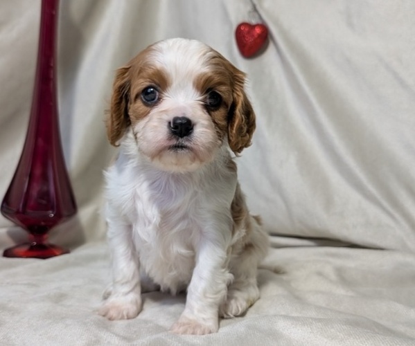 Medium Photo #19 Cavalier King Charles Spaniel Puppy For Sale in GOSHEN, IN, USA