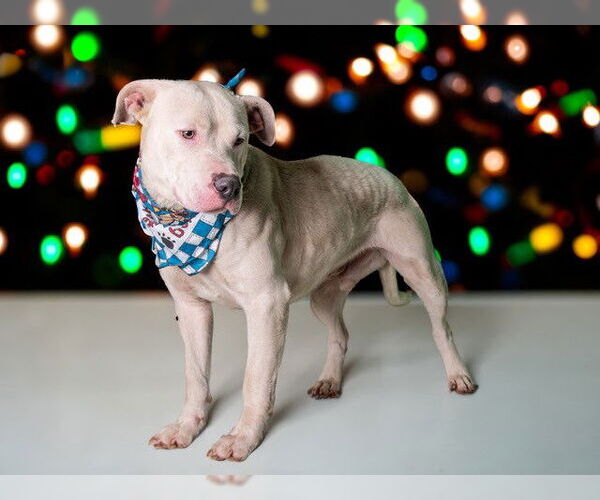 Medium Photo #1 American Pit Bull Terrier Puppy For Sale in San Andreas, CA, USA