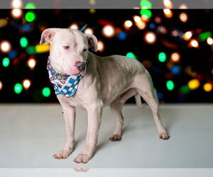 American Pit Bull Terrier Dogs for adoption in San Andreas, CA, USA
