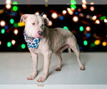 Small American Pit Bull Terrier