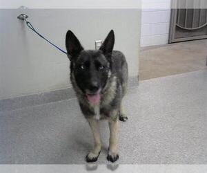 German Shepherd Dog-Unknown Mix Dogs for adoption in Pasadena, TX, USA