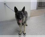 Small German Shepherd Dog Mix