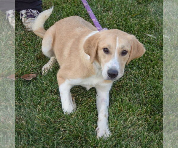 Medium Photo #3 Great Pyrenees-Unknown Mix Puppy For Sale in Huntley, IL, USA