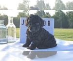 Puppy Jimador Poodle (Toy)