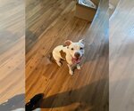 Small Photo #1 American Pit Bull Terrier Puppy For Sale in Dana Point, CA, USA