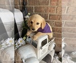 Small Photo #7 Golden Retriever Puppy For Sale in RICHLAND, MO, USA