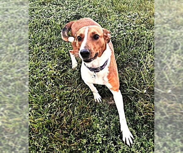 Medium Photo #2 American Foxhound-Unknown Mix Puppy For Sale in Plainfield, IL, USA