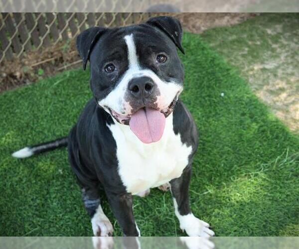 Medium Photo #1 American Staffordshire Terrier Puppy For Sale in Tallahassee, FL, USA