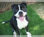 JEREMY - Male American Staffordshire Terrier Dog for Adoption - Small photo