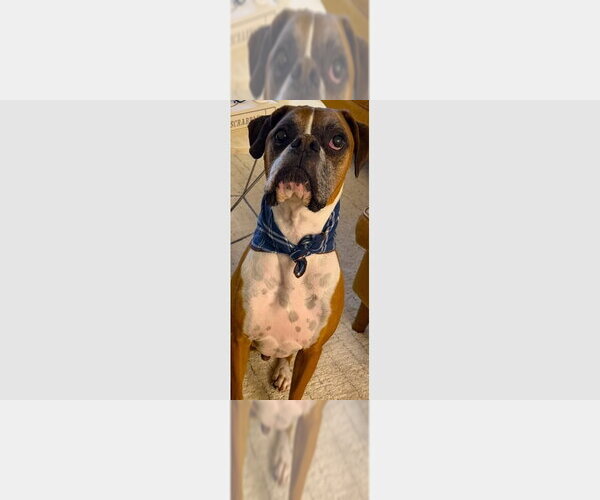 Medium Photo #2 Boxer Puppy For Sale in Austin, TX, USA