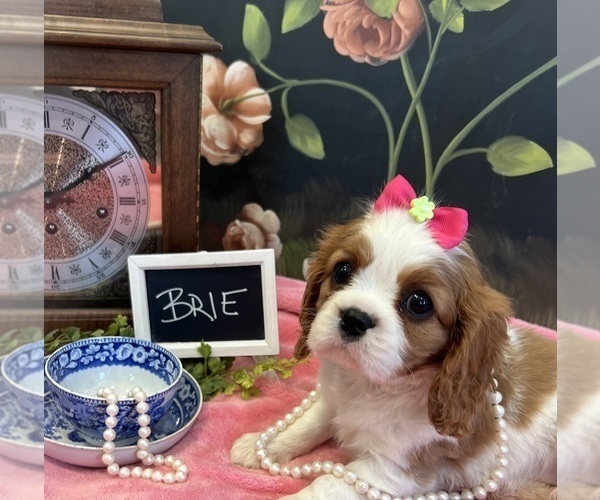 Medium Photo #8 Cavalier King Charles Spaniel Puppy For Sale in ABILENE, TX, USA