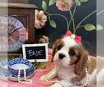 Small #7 Cavalier King Charles Spaniel