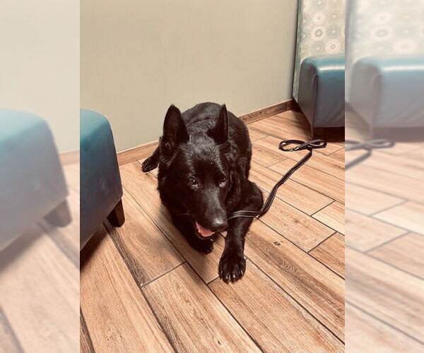 Medium Photo #2 German Shepherd Dog-Unknown Mix Puppy For Sale in La Grange , NC, USA