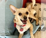 Small #4 Chihuahua