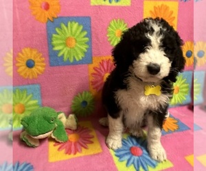 Bernedoodle Puppy for sale in OLPE, KS, USA