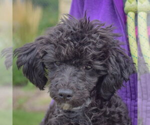 Leon - Male Maltese-Unknown Mix Dog for Adoption - Photo #7
