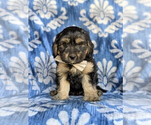 Bernedoodle-Miniature Bernedoodle Mix Puppy for sale in KIRKWOOD, PA, USA