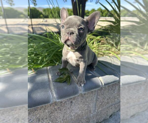 Medium Photo #7 French Bulldog Puppy For Sale in HEMET, CA, USA