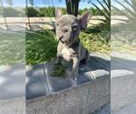 Small Photo #7 French Bulldog Puppy For Sale in HEMET, CA, USA