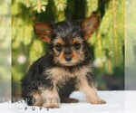 Small #2 Yorkshire Terrier