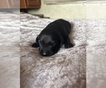 Small #3 Labrador Retriever