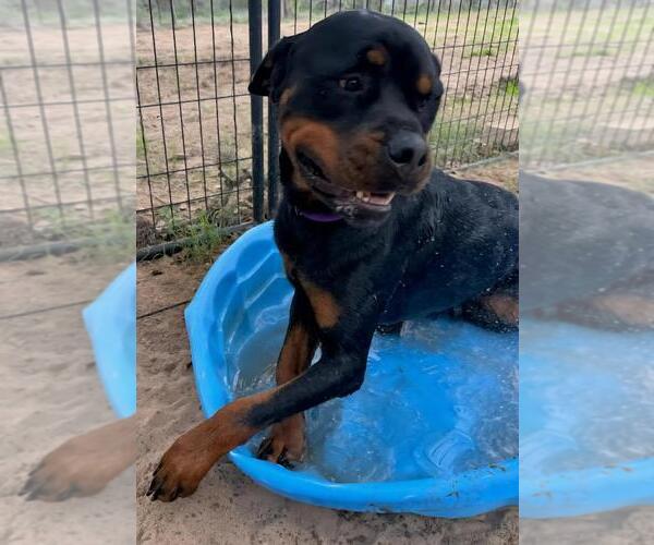 Medium Photo #2 Rottweiler Puppy For Sale in San Antonio, TX, USA