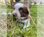 Small Photo #8 Border Collie Puppy For Sale in MARYVILLE, TN, USA