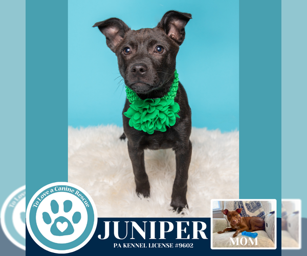 Medium Photo #3 Mutt Puppy For Sale in Kimberton, PA, USA